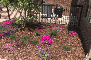 Mulched garden bed with pink and purple flowers, a small tree, and a black metal fence along a brick building.