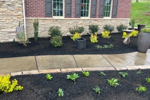 Front yard landscaping in front of a brick house: mulch beds, small shrubs, and yellow-leaved plants along a concrete sidewalk.