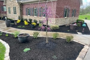 Small tree with pink blossoms in a mulched front yard near a red brick house with a curved stone-edged walkway.